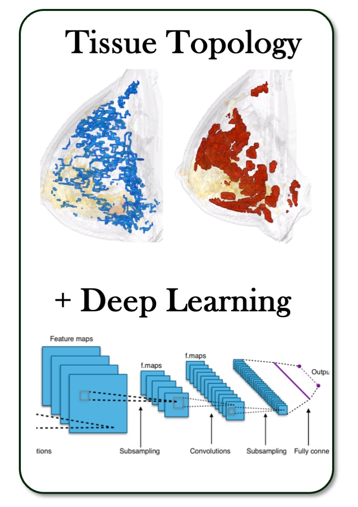 Topology-Informed AI for Breast Cancer